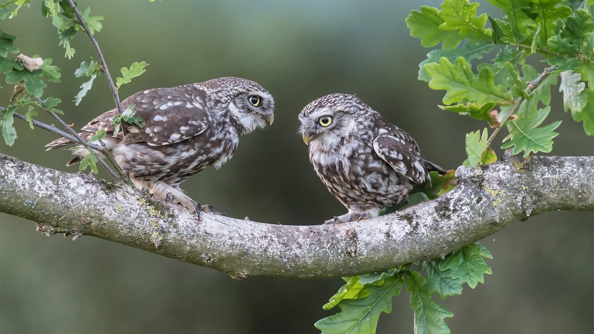 北京青少年篮球赛精彩纷呈,培养青训力量,2021北京青少年俱乐部篮球联赛